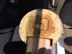 madera de teca cultivada